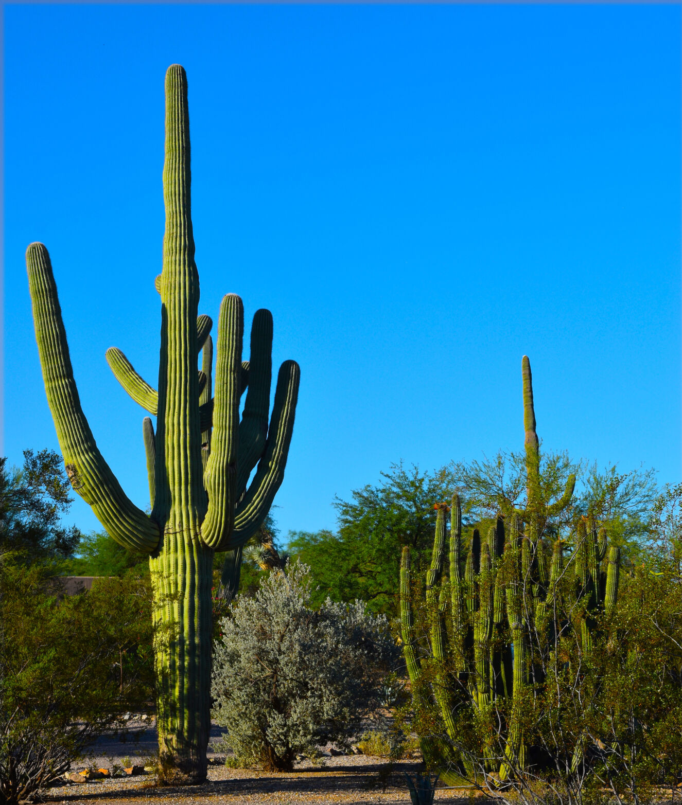 2023 Master Gardener Home Garden Show
